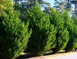 Leyland Cypress Tree, X Cupressocyparis Leylandii
Shutterstock.com
New York, NY
