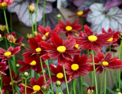 Li'l Bang Red Elf Coreopsis, Coreopsis Hybrid, Tickseed
Proven Winners
Sycamore, IL