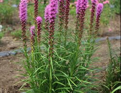 Liatris Kobold, Liatris Spicata, Gayfeather
Proven Winners
Sycamore, IL