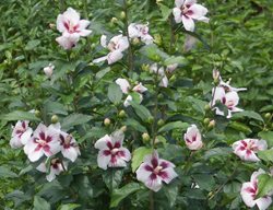 Lil Kim Rose Of Sharon, Hibiscus Syriacus
Proven Winners
Sycamore, IL