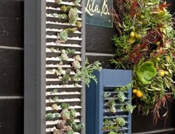 Lila B
Garden Design
Calimesa, CA