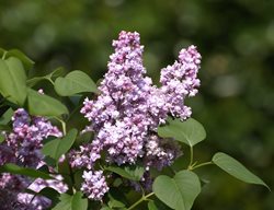 Lilac Bush, Syringa Vulgaris
Creative Commons
