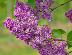Lilac, Lilac Flowers
Pixabay
