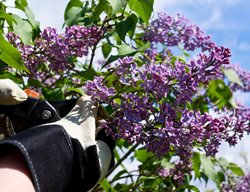 Lilac, Syringa Vulgaris, Pruning
Shutterstock.com
New York, NY