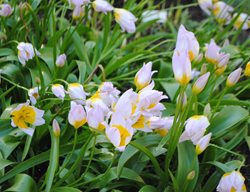Lilac Wonder Tulip, Tulip Bakeri
Garden Design
Calimesa, CA