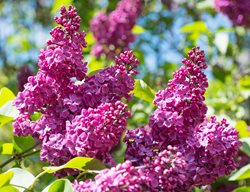 Lilacs, Shrub, Drought Tolerant
Garden Design
Calimesa, CA