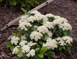 Lili Ditty Viburnum, Witherod Viburnum, Viburnum Cassinoides
Proven Winners
Sycamore, IL