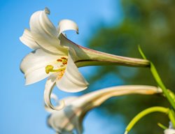 Lilium Formosanum
Garden Design
Calimesa, CA