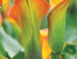 Lily, Captain Safari
Garden Design
Calimesa, CA