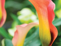 Lily, Mozart
Garden Design
Calimesa, CA