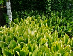 Lily Of The Valley, Fernwood’s Golden Slippers
Millette Photomedia
