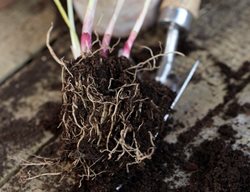 Lily Of The Valley, Pips
Visions Pictures & Photography
