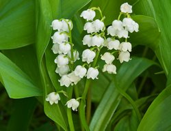 Lily Of The Valley Plant, Convallaria Majalis
Garden Design
Calimesa, CA