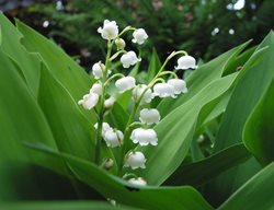 Lily Of The Valley, Spring Flowers 
Creative Commons
