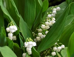 Lily Of The Valley, White Flower, Convallaria Majalis
Walters Gardens
