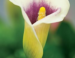 Lily, Picasso`
Garden Design
Calimesa, CA