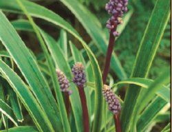 Lily Turf
Garden Design
Calimesa, CA