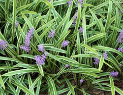 Lily Turf, Liriope Muscari, Liriope Plant
Shutterstock.com
New York, NY