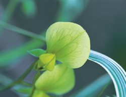 Lime-Yellow Flowers
Garden Design
Calimesa, CA
