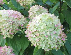Limelight Hydrangea, Flowering Shrub
Garden Design
Calimesa, CA