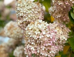 Limelight Hydrangea
Garden Design
Calimesa, CA