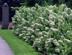 Limelight Hydrangea Hedge, Hydrangea Hedge
Proven Winners
Sycamore, IL