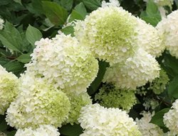 Limelight Hydrangea, Hydrangea Paniculata, Flowering Shrub
Proven Winners
Sycamore, IL