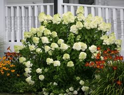 Limelight Hydrangea In Garden Border
Proven Winners
Sycamore, IL