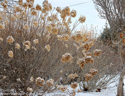 Limelight Hydrangea In Winter, Hydrangea In Winter
Proven Winners
Sycamore, IL