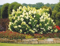 Limelight Hydrangea Shrub, Hydrangea Paniculata
Proven Winners
Sycamore, IL