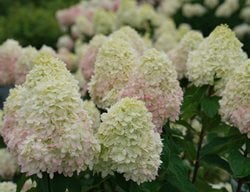 Limelight Prime Hydrangea, Hydrangea Paniculata
Proven Winners
Sycamore, IL