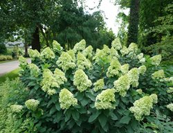 Limelight Prime Hydrangea, Hydrangea Paniculata
Proven Winners
Sycamore, IL