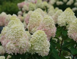 Limelight Prime Hydrangea, Hydrangea Paniculata, White Hydrangea
Proven Winners
Sycamore, IL