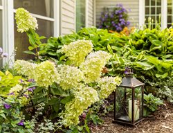 Limelight Prime Hydrangea In Foundation Planting
Proven Winners
Sycamore, IL