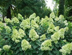 Limelight Prime Hydrangea, Panicle Hydrangea
Proven Winners
Sycamore, IL