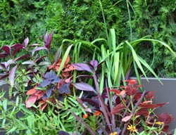 Limited Space Plant Palette
Garden Design
Calimesa, CA