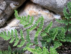 Lip Fern, Cheilanthes Lanosa
Shutterstock.com
New York, NY