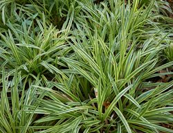 Liriope, Liriope Muscari
Shutterstock.com
New York, NY