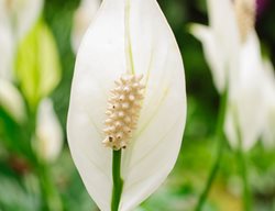 Little Angel Peace Lily, Spathiphyllum Hybrid, Dwarf Peace Lily
Alamy Stock Photo
Brooklyn, NY