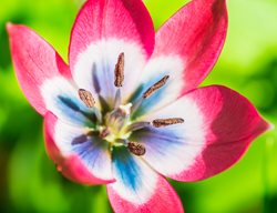 Little Beauty Tulip, Miscellaneous Tulip
123RF
Chicago, IL