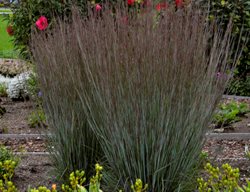 Little Bluestem Ornamental Grass, Schizachyrium Scoparium
Proven Winners
Sycamore, IL