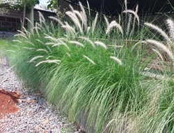 Little Bunny Fountain Grass, Pennisetum 
Shutterstock.com
New York, NY