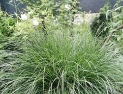 Little Bunny Pennisetum, Dwarf Fountain Grass
Shutterstock.com
New York, NY