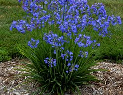 Little Galaxy Agapanthus, Agapanthus Hybrid
Proven Winners
Sycamore, IL