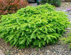 Little Gem Norway Spruce, Picea Abies
Shutterstock.com
New York, NY