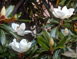 Little Gem Southern Magnolia, Magnolia Tree, Magnolia Flower
Shutterstock.com
New York, NY