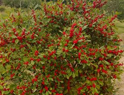 Little Goblin Red Holly, Ilex Verticillata, Winterberry Holly
Proven Winners
Sycamore, IL