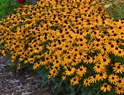 Little Goldstar Rudbeckia, Rudbeckia Fulgida
Proven Winners
Sycamore, IL