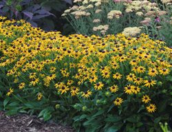 Little Goldstar Rudbeckia, Rudbeckia Fulgida
Proven Winners
Sycamore, IL