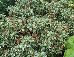 Little Heath Pieris, Pieris Japonica
Shutterstock.com
New York, NY